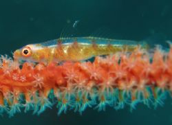 Transperant Whip goby Bali Olympus 7070 by Brad Cox 